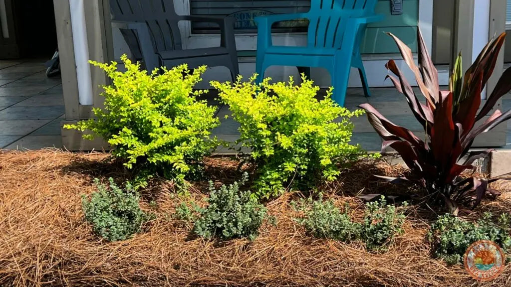 Pine Straw Mulch - 1 Trailer 1600 Bales - Delivery (No Install)